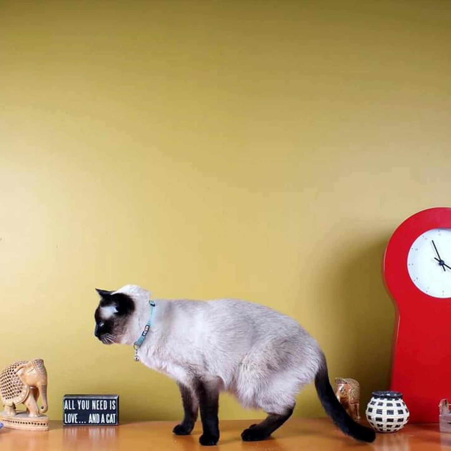 Reflective Teal Cat Collar with Safety Buckle and Removable Bell for Kitten and Cats